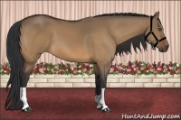 Horse Color:Bay Dun