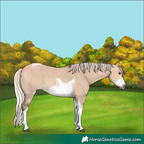 Horse Color:Silver Bay Dun Sabino Tobiano Frame Rabicano