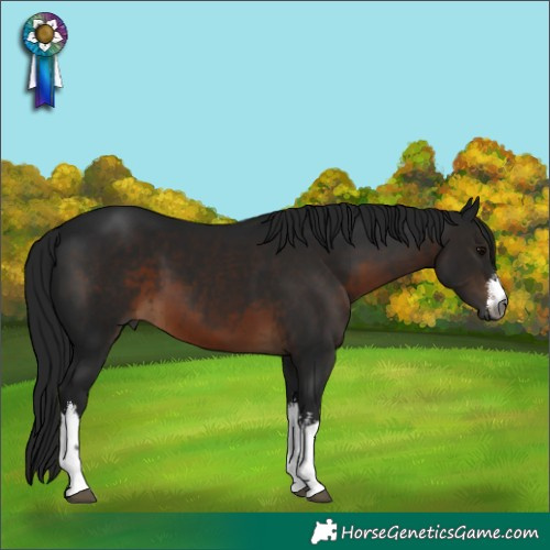 Horse Color:Gray White Spotted Brown 