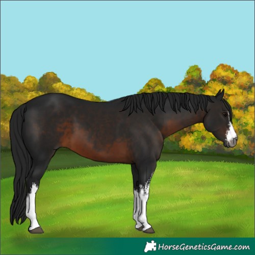 Horse Color:Gray White Spotted Brown 