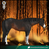 Horse Color:Gray White Spotted Brown 