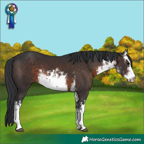Horse Color:White Spotted Brown