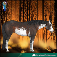 Horse Color:White Spotted Brown