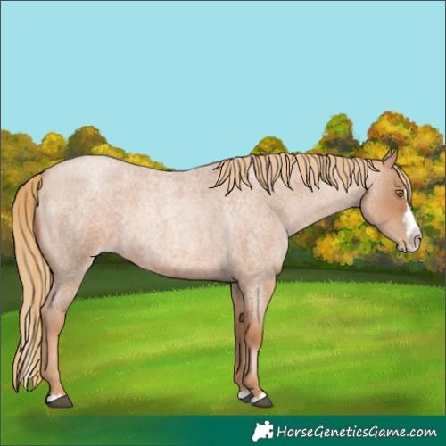 Horse Color:Red Roan Pearl Splash