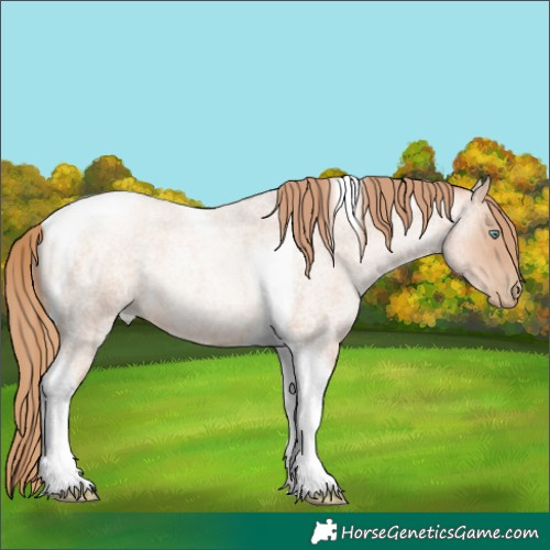 Horse Color:Gold Champagne Roan Pearl Tobiano