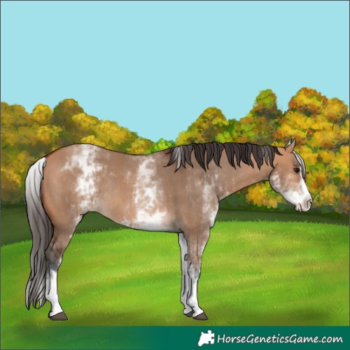 Horse Color:White Spotted Bay Dun Rabicano  and White Spotted Bay Dun Splash Rabicano 