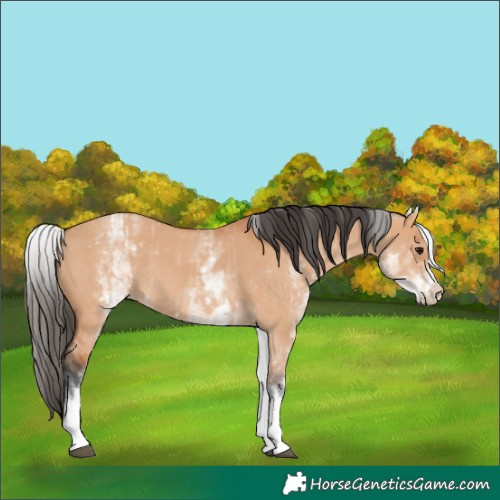 Horse Color:White Spotted Bay Dun Rabicano and White Spotted Bay Dun Rabicano