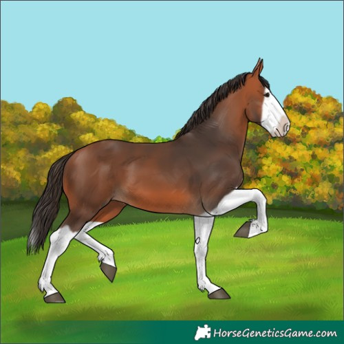 Horse Color:Bay Splash Frame