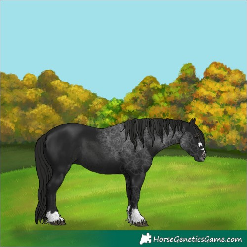 Horse Color:Gray Black