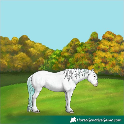 Horse Color:Watercolor White Spotted Classic Champagne Dun Sabino Appaloosa 