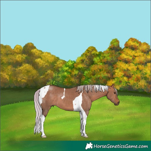 Horse Color:Silver Brown Dun Tobiano