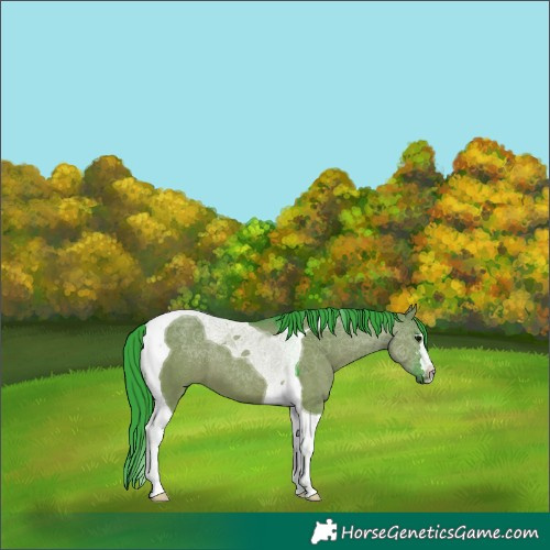 Horse Color:Watercolor Grullo Tobiano