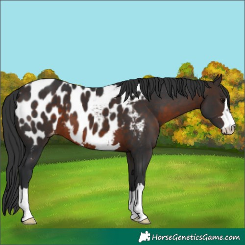 Horse Color:Brown Blanket