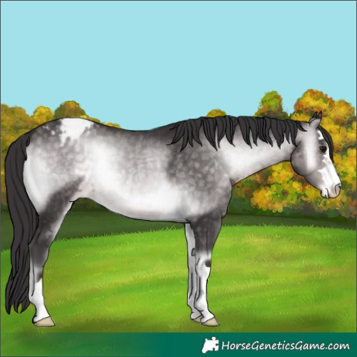 Horse Color:Platinum Buckskin Onyx Appaloosa 