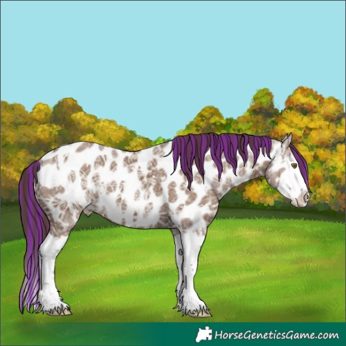 Horse Color:Painted White Spotted Liver Red Dun Ice Splash Appaloosa