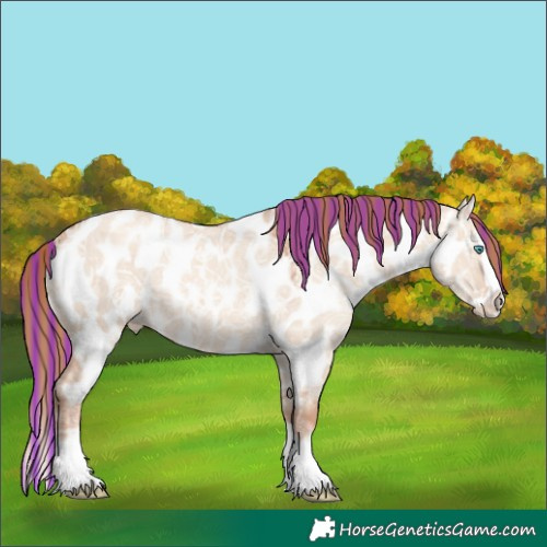 Horse Color:Painted White Spotted Gold Champagne Ice Dun Splash Appaloosa