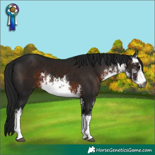 Horse Color:Gray White Spotted Brown