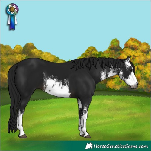 Horse Color:Gray White Spotted Brown