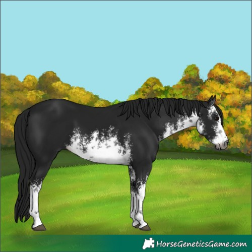 Horse Color:Gray White Spotted Brown