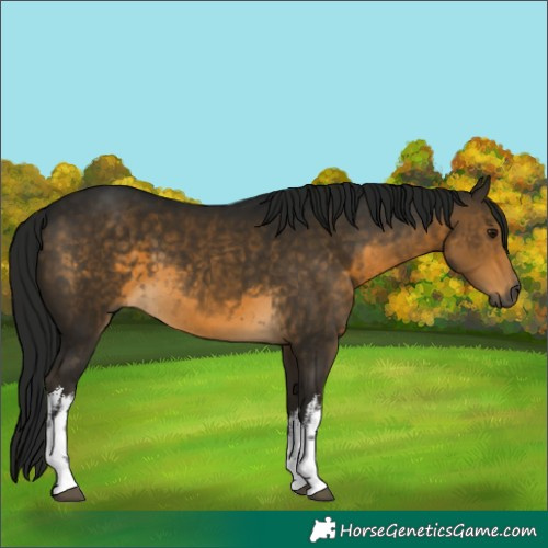Horse Color:Gray White Spotted Buckskin