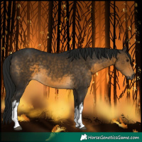 Horse Color:Gray White Spotted Buckskin 