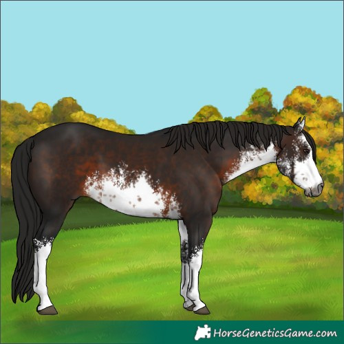 Horse Color:Gray White Spotted Brown 