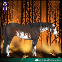 Horse Color:White Spotted Brown
