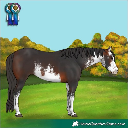 Horse Color:White Spotted Brown
