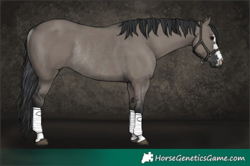 Horse Color:Grullo Rabicano 
