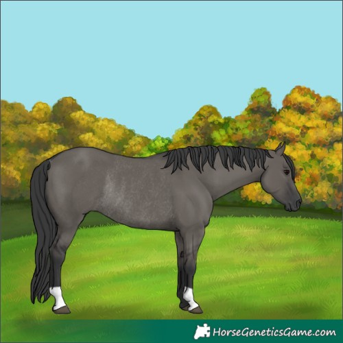 Horse Color:Grullo Rabicano