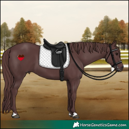 Horse Color:Chocolate Black