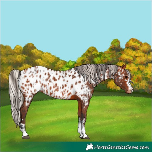 Horse Color:Bay Appaloosa and Silver Bay Appaloosa