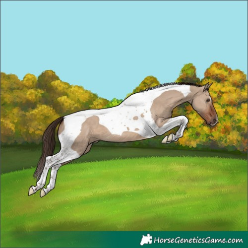 Horse Color:Liver Red Dun Tobiano