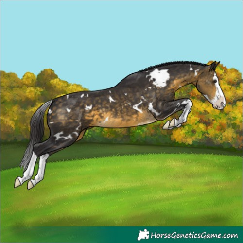 Horse Color:White Spotted Buckskin Splash