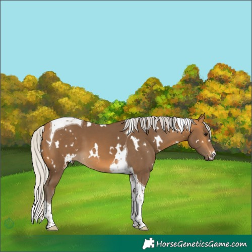 Horse Color:White Spotted Silver Buckskin Tobiano