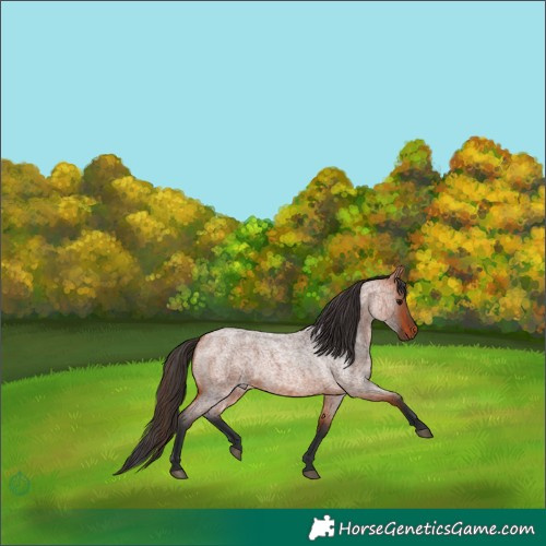 Horse Color:Bay Roan 
