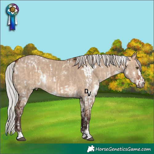 Horse Color:White Spotted Silver Bay Dun Varnish Rabicano and White Spotted Silver Brown Dun Rabicano