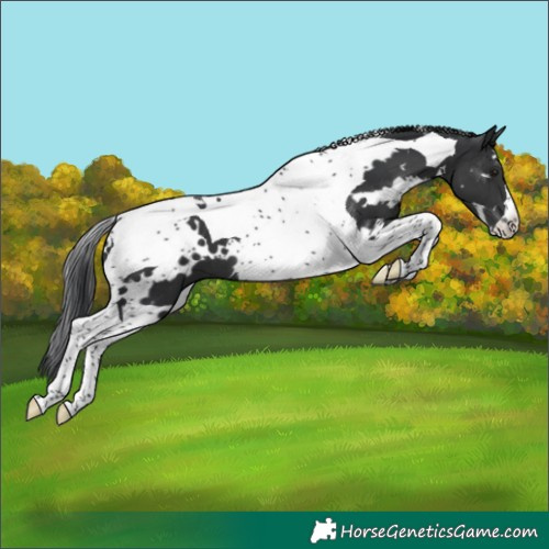 Horse Color:White Spotted Black Tobiano