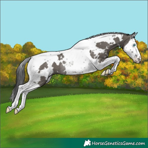 Horse Color:White Spotted Grullo Splash Tobiano Rabicano 