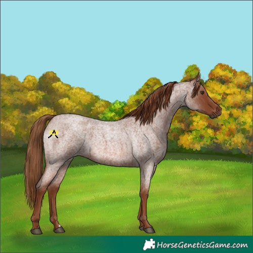 Horse Color:Red Roan