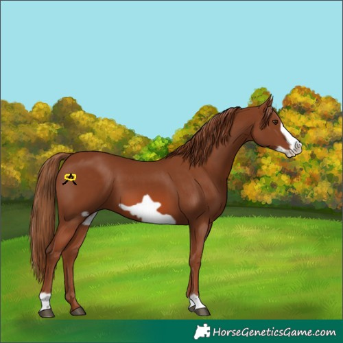 Horse Color:Chestnut Frame 