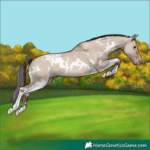 Horse Color:White Spotted Classic Champagne Dun
