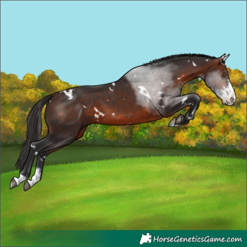 Horse Color:White Spotted Brown Sabino