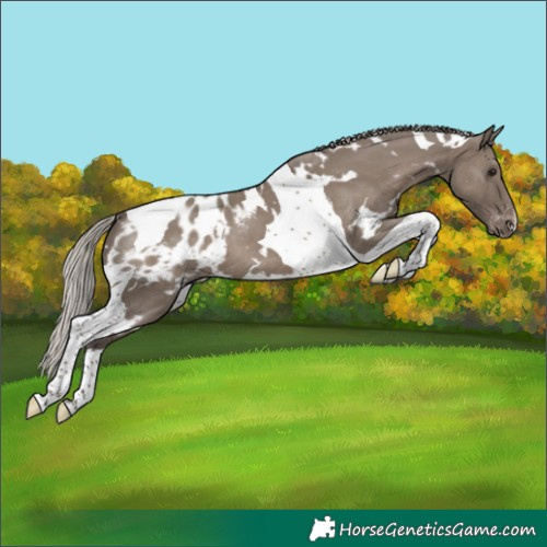 Horse Color:White Spotted Silver Grullo Tobiano Appaloosa
