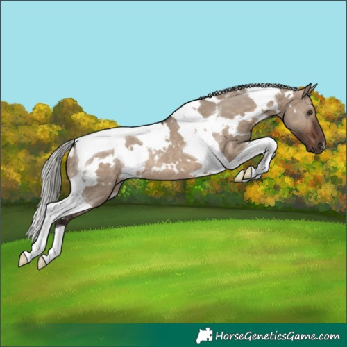 Horse Color:White Spotted Silver Brown Dun Tobiano