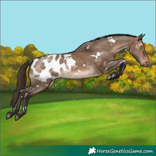 Horse Color:White Spotted Brown Dun Appaloosa 