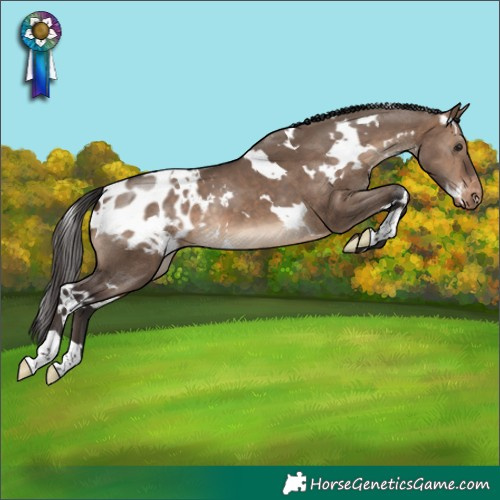 Horse Color:White Spotted Brown Dun Appaloosa