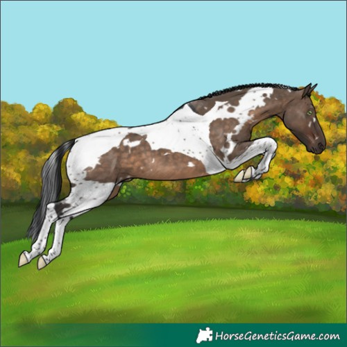 Horse Color:White Spotted Brown Dun Tobiano