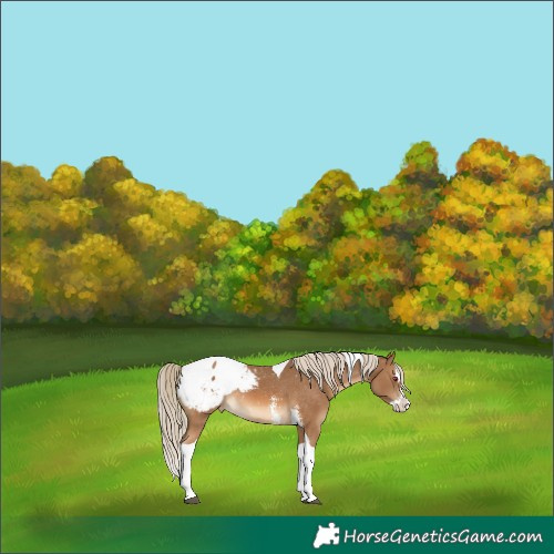 Horse Color:Chocolate Palomino Sabino Splash Tobiano Snowcap Rabicano 