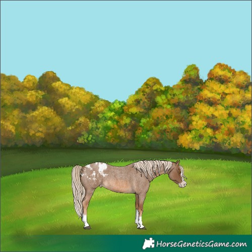 Horse Color:Chocolate Palomino Roan Splash Blanket Rabicano